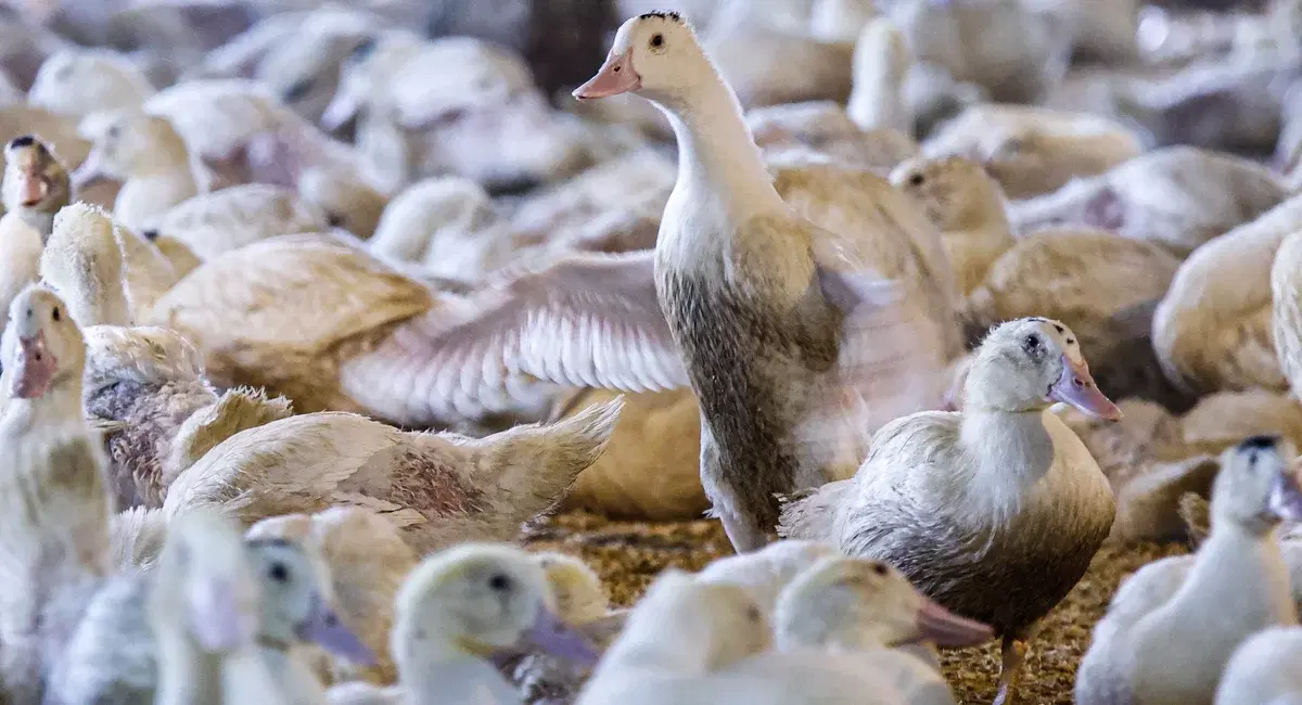New York court clears way for NYC foie gras ban to take effect