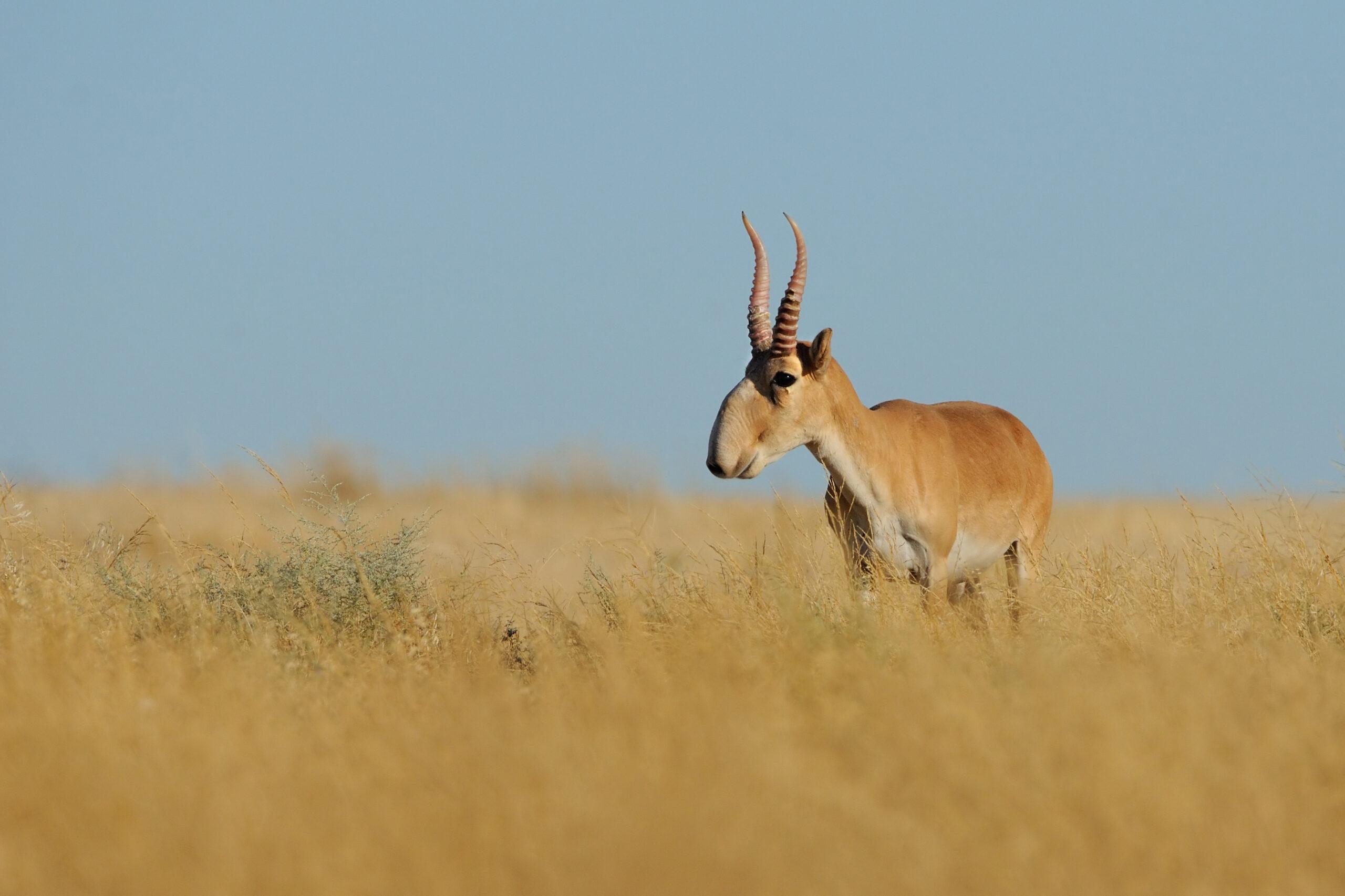 Once down to 48,000 worldwide and devastated by a 2015 bacterial outbreak that killed 200,000 in 3 weeks, Kazakhstan's saiga antelope population has rebounded to 4.1 million. IUCN reclassified it from Critically Endangered to Near Threatened — one of the largest mammal recoveries ever recorded.