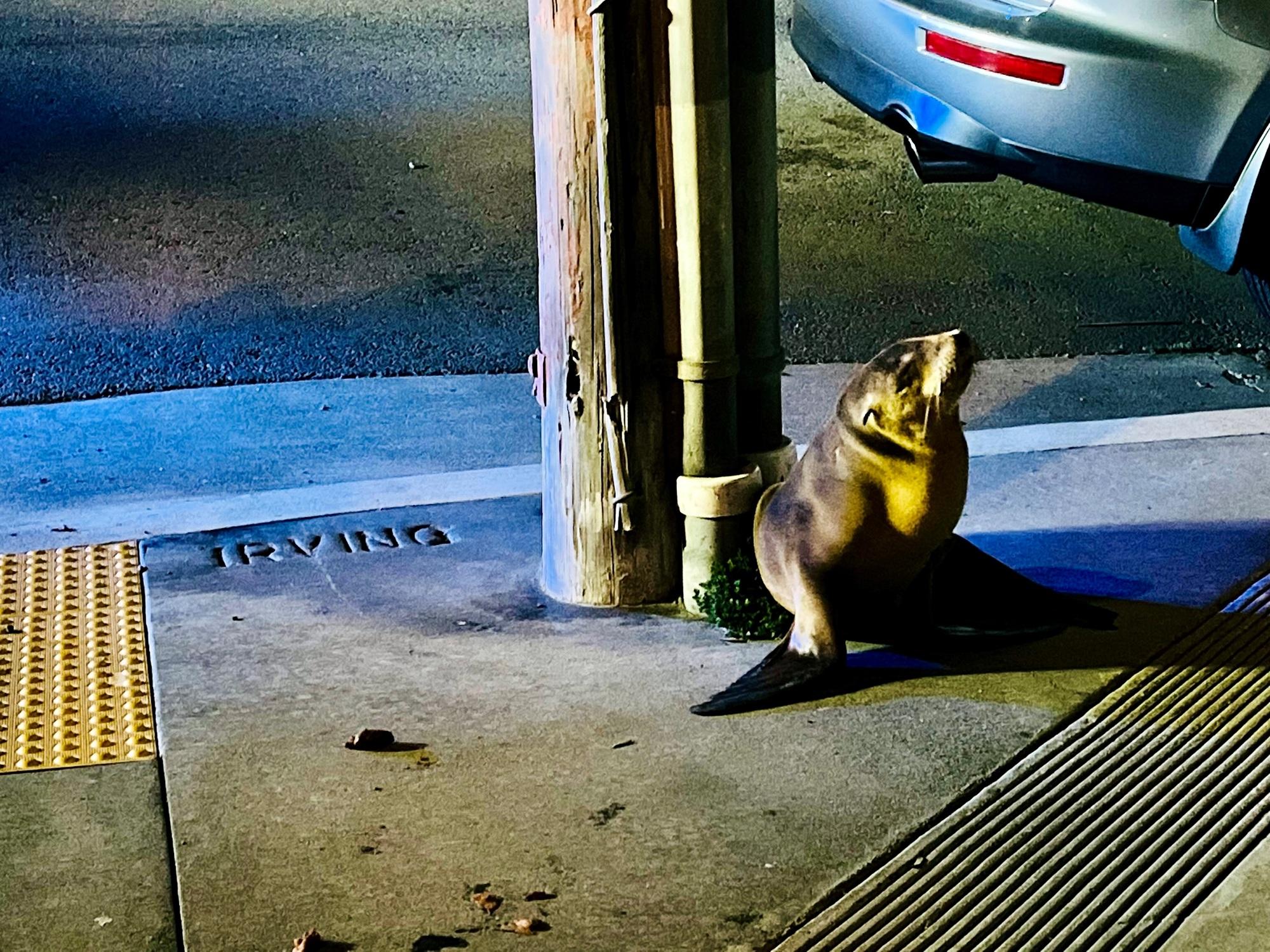 Irving the Baby Sea Lion Is Rescued From San Francisco Streets