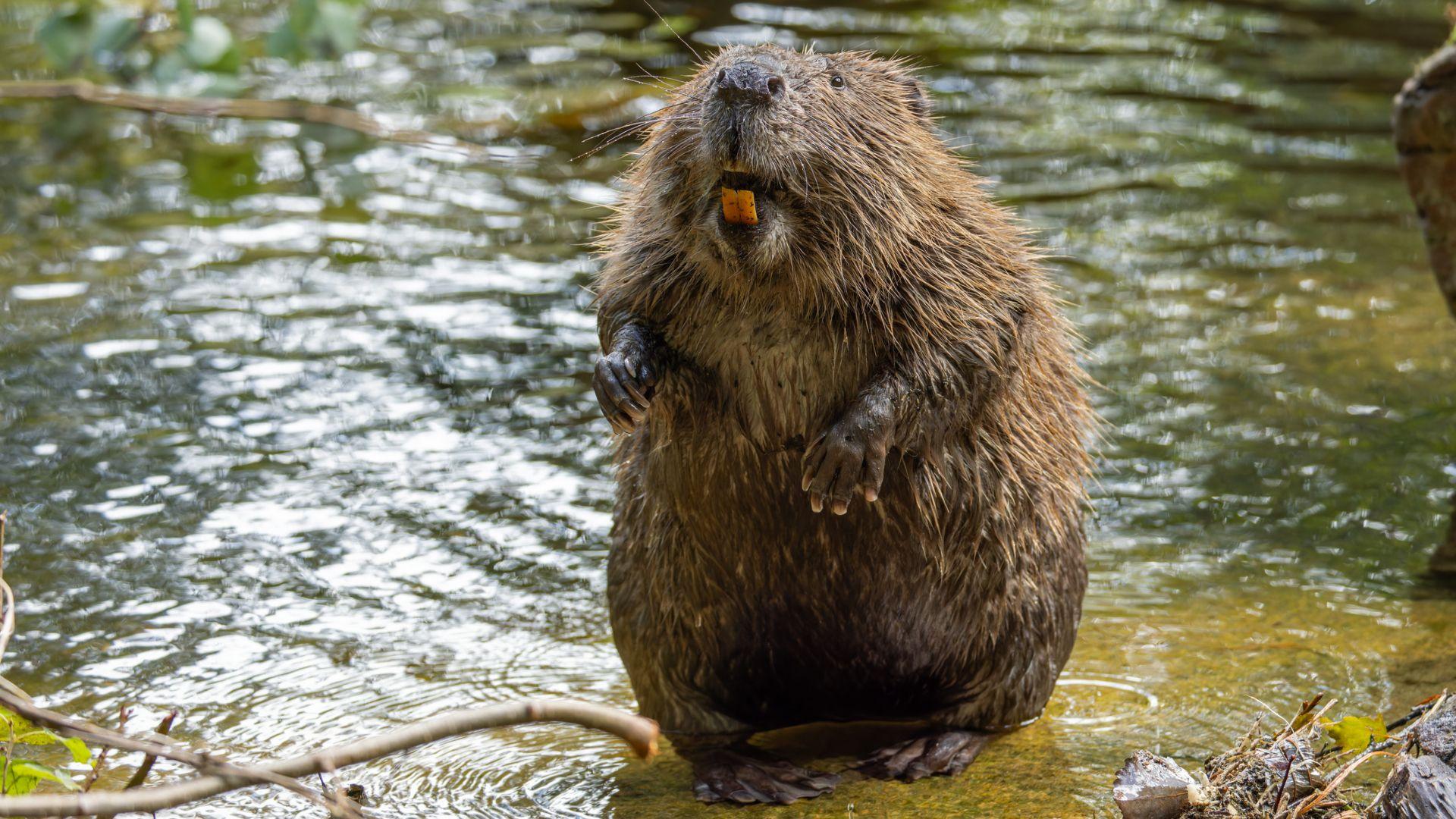 A secret weapon to fight carbon emissions was just discovered : Beavers