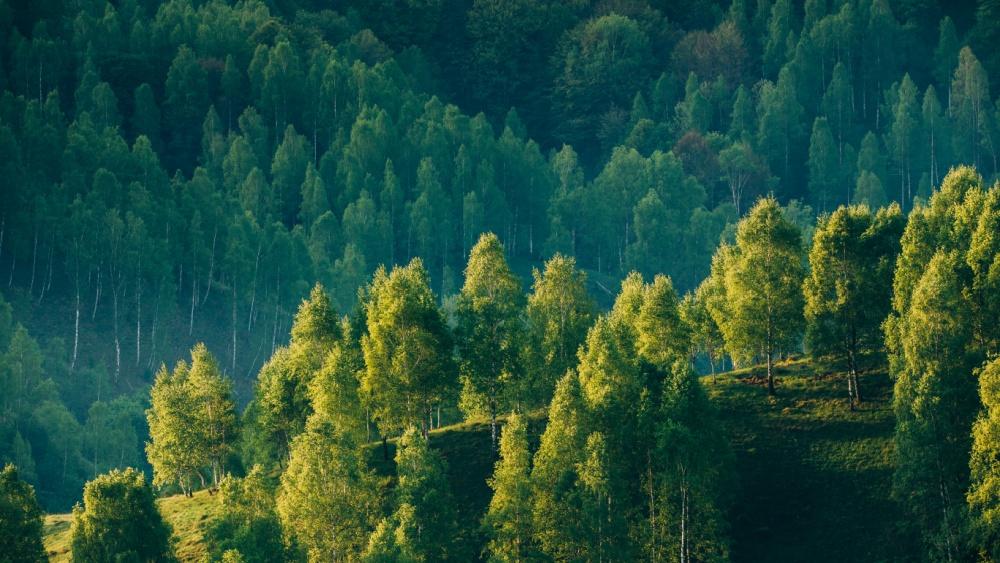 Forest growth in the EU outpaces harvesting
