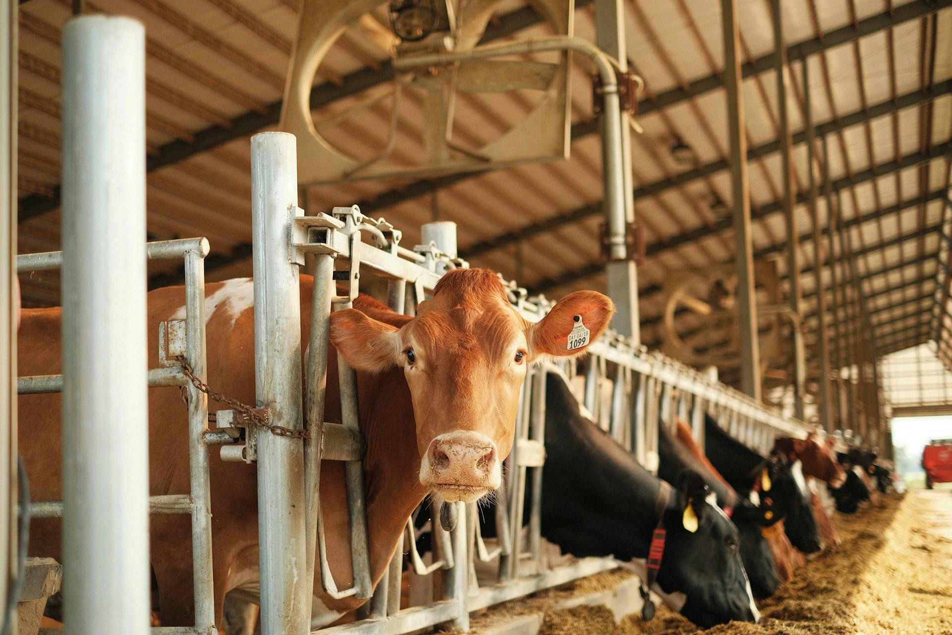 California Leads Nation in Dairy Farm Greenhouse Gas Emission Reductions