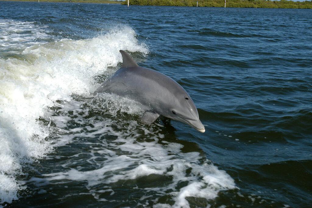 Dolphin Legal Personhood could soon become a reality in South Korea. The proposal grants constitutional protection to Indo-Pacific bottlenose dolphins while establishing a comprehensive eco-legal framework for environmental conservation.