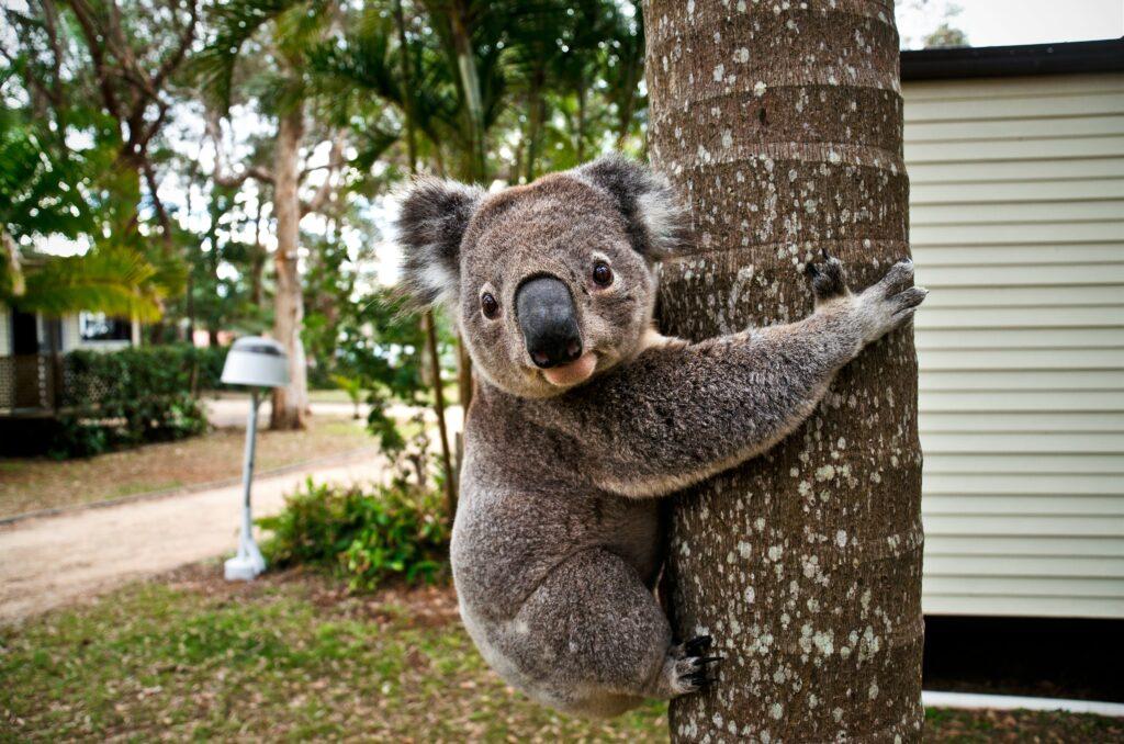 After years of advocacy, New South Wales creates the Great Koala National Park protecting 12,000 koalas and other threatened species in 476,000 hectares of forest, including 176,000ha of previously unprotected land, improving the network of wildlife corridors connecting existing protected areas