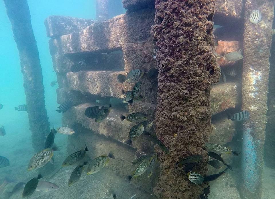 In Cambodia, artificial reef structures create habitat for marine life to recover while protecting waters from illegal bottom trawling. Residents monitor conditions, report problems, and maintain protection. Ecosystem benefits translate directly to economic improvements for coastal communities
