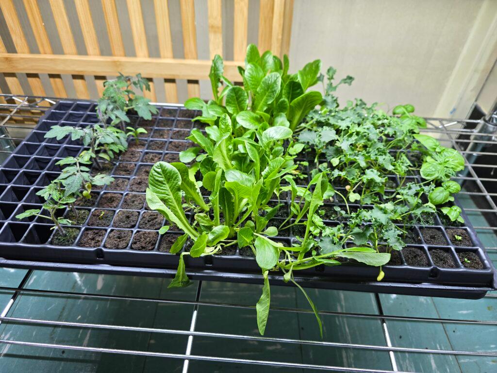 Growing Without Soil and Without Limits: How Canadian Schools are Using Hydroponics to Fight Food Insecurity
