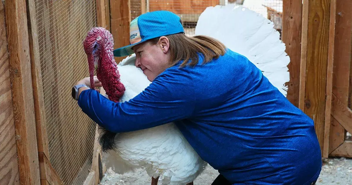 This Thanksgiving, families are choosing a compassionate path by "adopting" turkeys for $25, ensuring these feathered friends enjoy a life beyond the dinner table. It's a heartwarming way to spread kindness and celebrate the holiday! 🦃 #ThanksgivingKindness #TurkeyAdoption