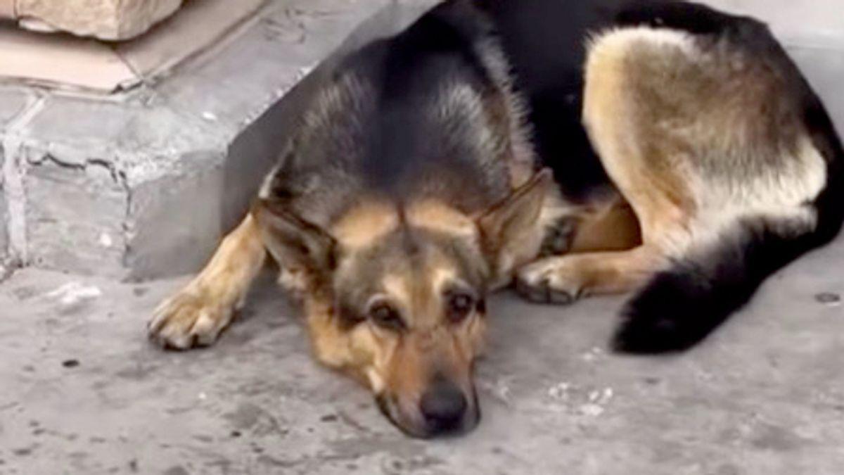 'Sweet' dog abandoned at Walmart for 3 days with all its toys finds new home