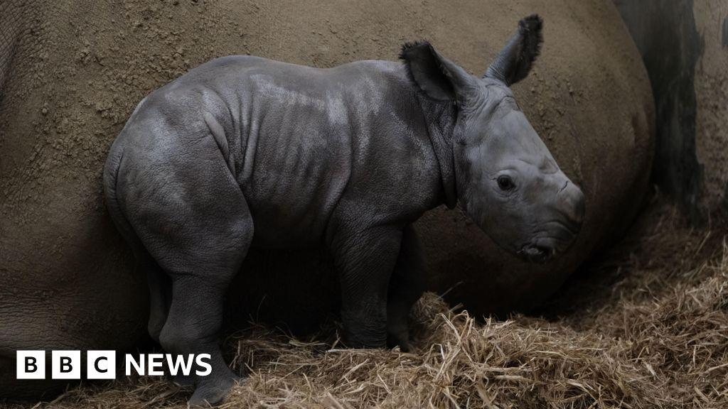A success in saving an endangered species. White Rhinos were on the brink of extinction but thanks to growing expertise in captive breeding they are now categorised as Not Threatened. This clip shows the latest success Mo as she takes her 1st steps. She is the 6th White to be born in Europe in 2025.