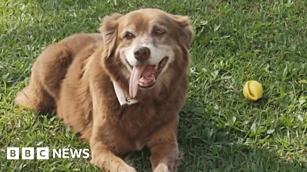 New law in Brazil allows pets to be buried in their owners' family graves, in recognition of the "emotional bond" between them