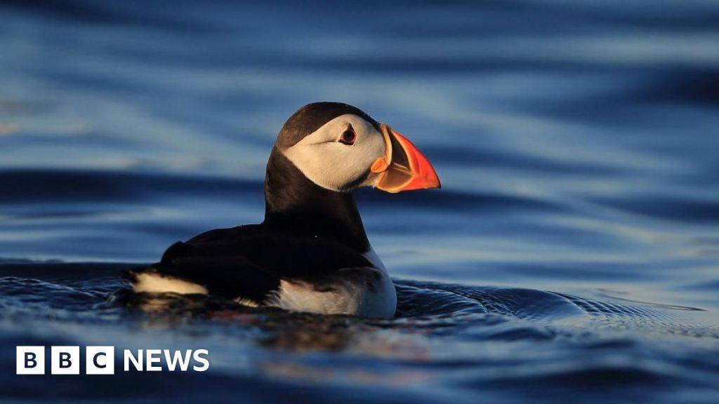 Puffins: Isle of Muck comeback 'proves restoration works'. Puffins return to island for first time in at least 25 years