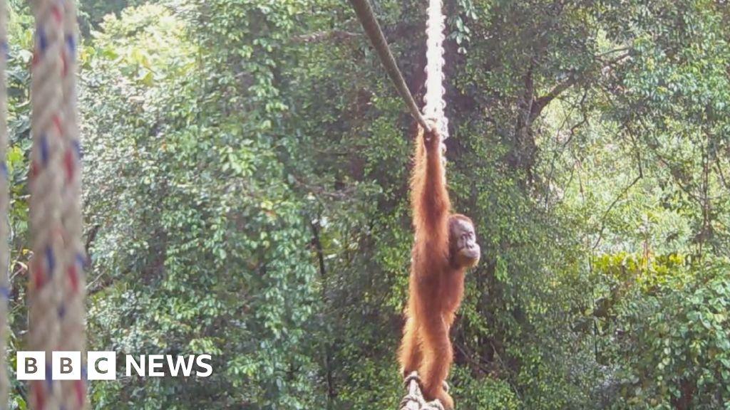 How one orangutan braved new bridge to unite his split community