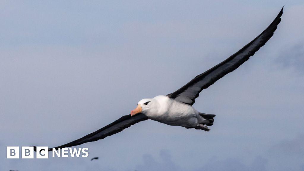 Saving South Africa's threatened albatross from lethal fishing lines