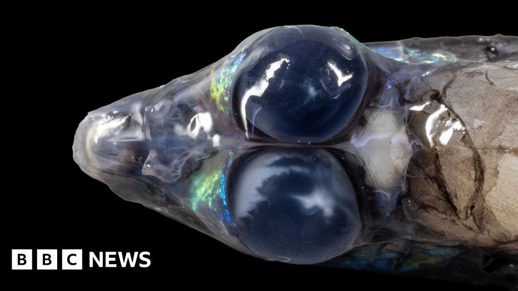 Unexplored deep-water worlds in Caribbean revealed for the first time (BBC)