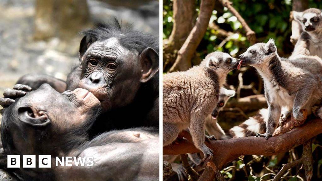First kiss dates back 21 million years, say scientists