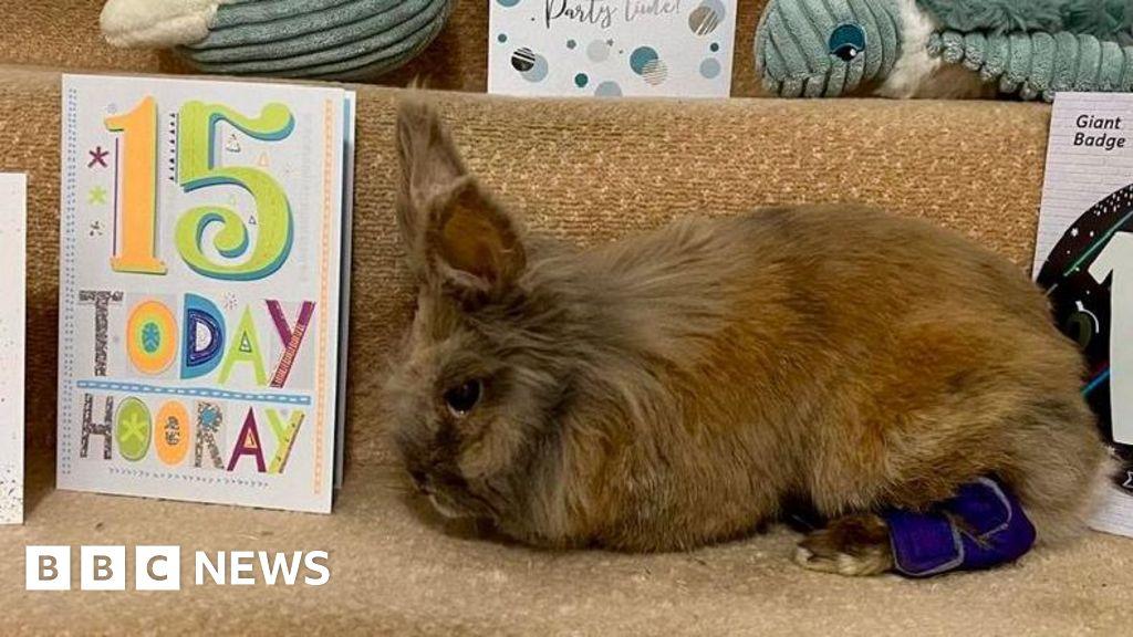 Herbie breaks record to become oldest living rabbit