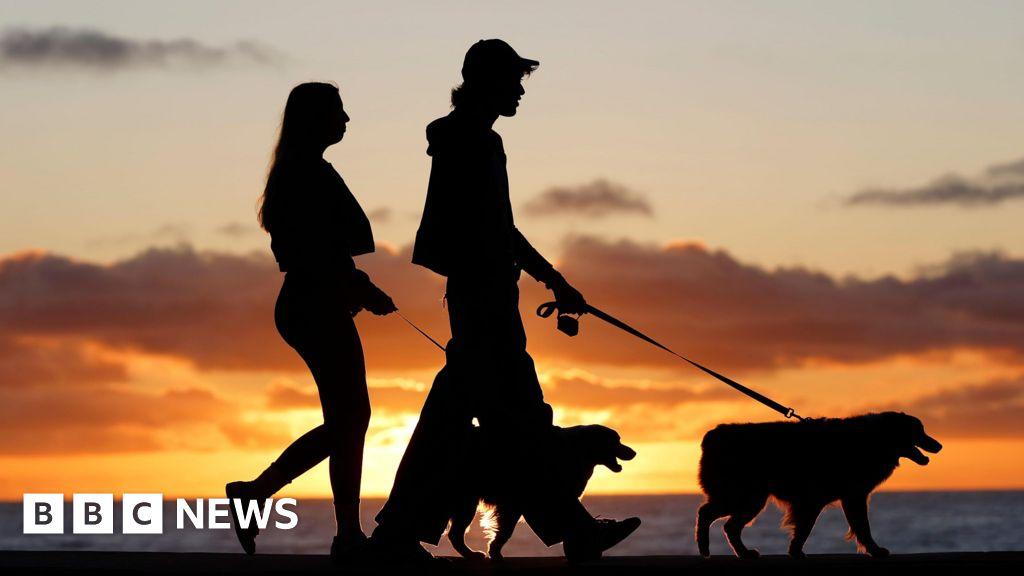 Brazil changes laws allowing separated couples joint custody over pets