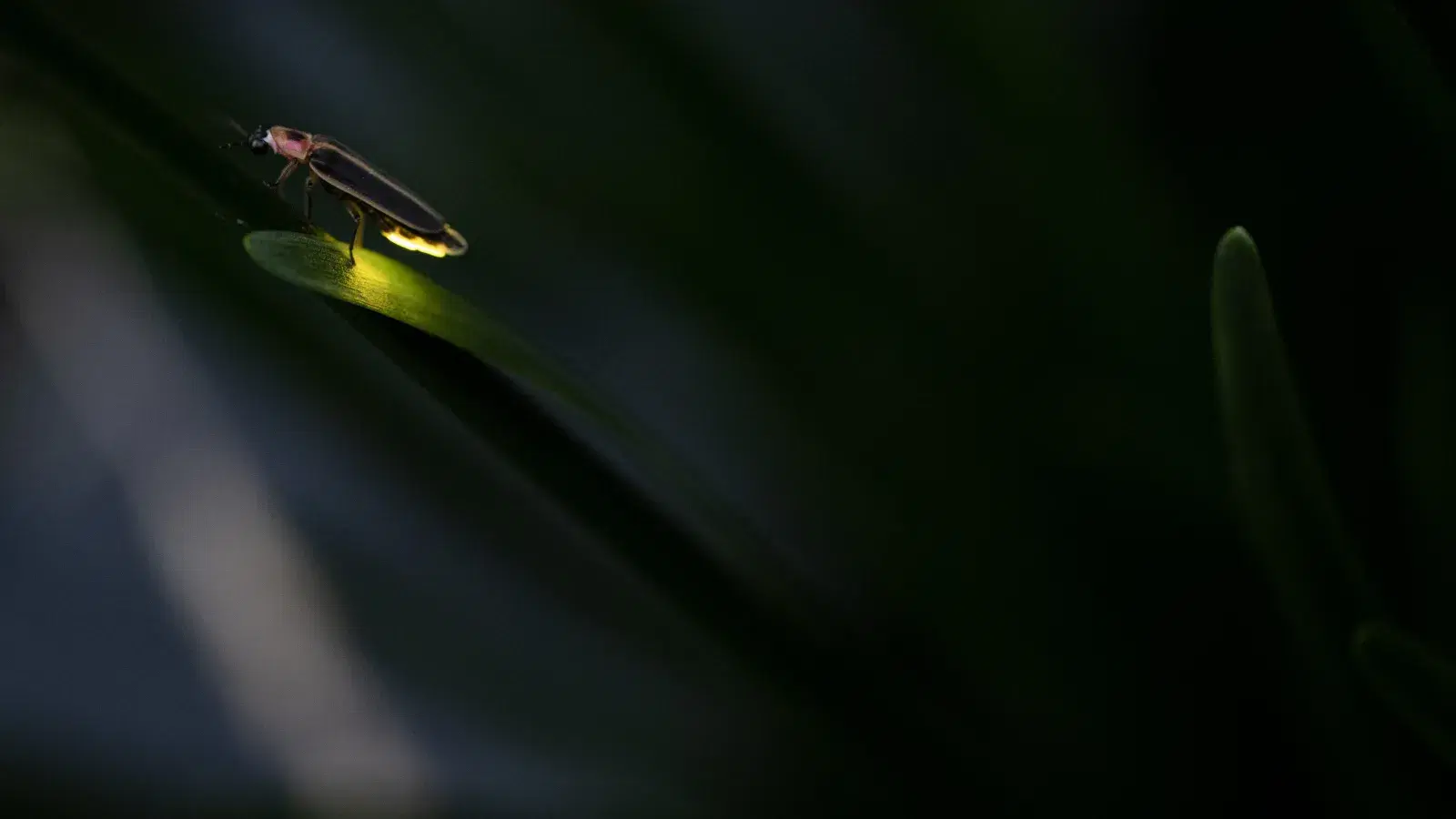 Glowing Together: How Maryland Communities Are Reviving Firefly Habitats Across the Chesapeake Bay Watershed to Protect Biodiversity and Inspire Environmental Stewardship in the USA