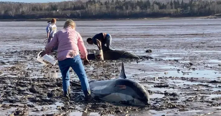 A Wave of Compassion: How a Community in Digby, Nova Scotia Rallied to Rescue 16 Dolphins