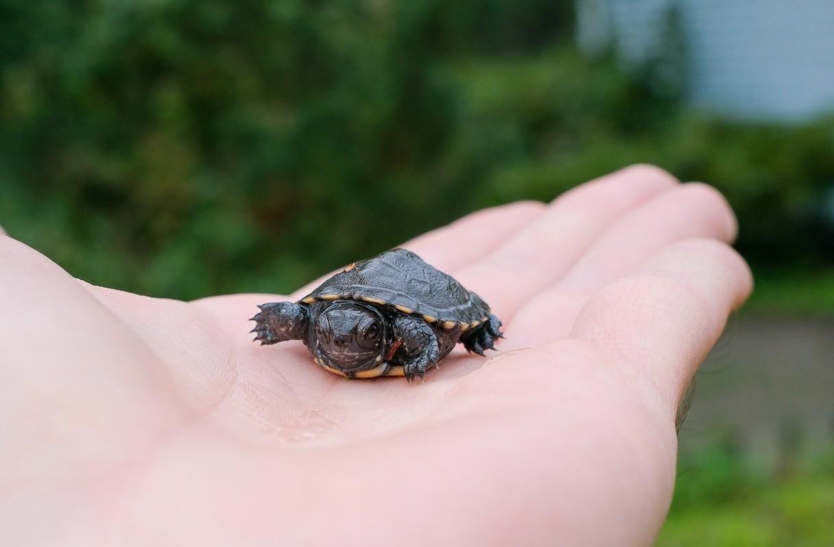 Researchers report progress in effort to boost Poland’s only native turtle species