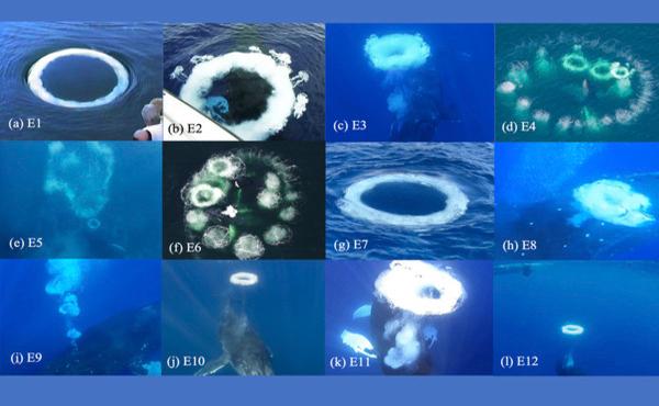 In a fascinating discovery: A SETI study revealed that humpback whales are attempting to communicate with us through water bubbles. The discovery provides new insights into "non-human intelligence" and could help shape strategies in the search for life beyond Earth.