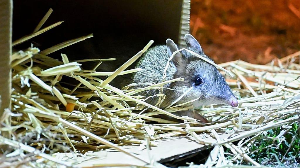 Once Extinct in the Wild, Bandicoot Marsupial to be Released Across Australia After Being Bred For Survival