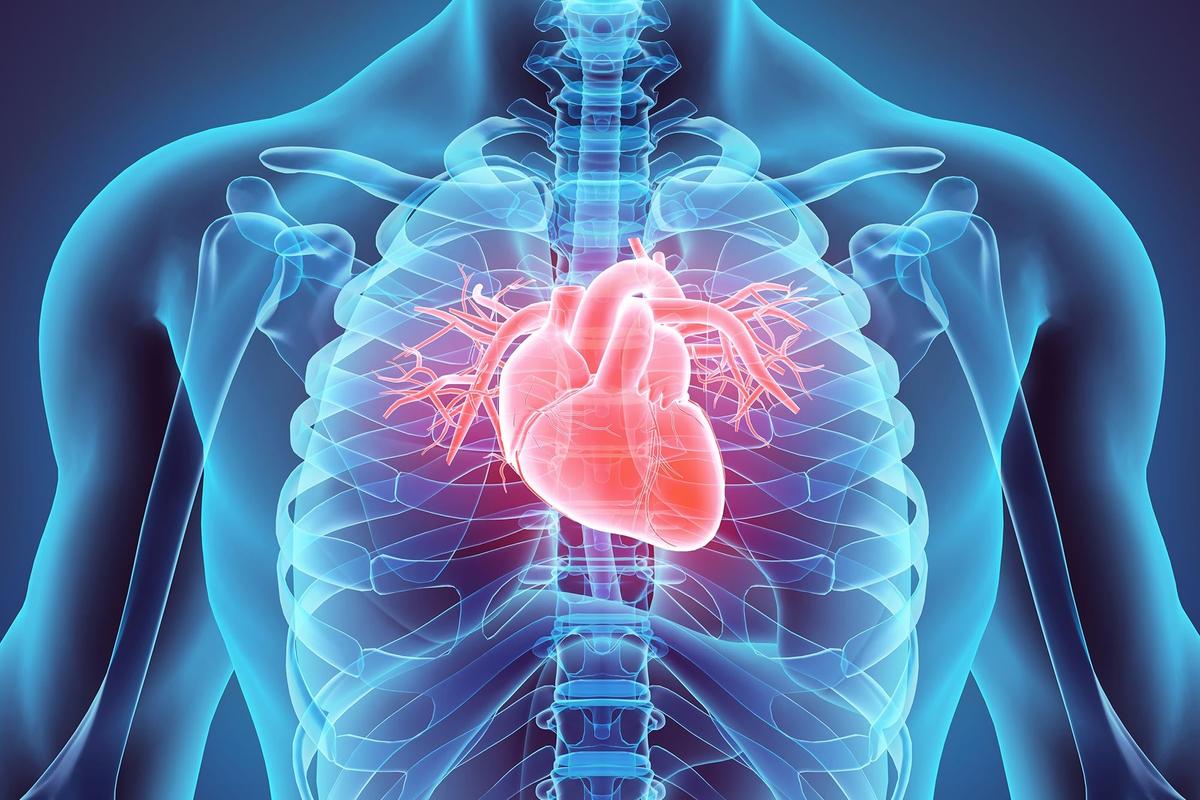 World-First Study Reveals Human Hearts Can Regenerate After a Heart Attack