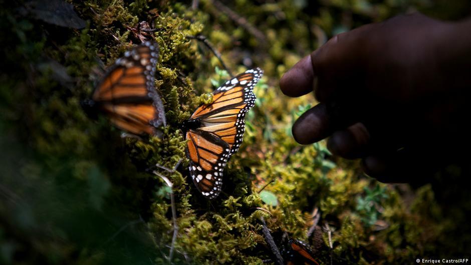 Endangered monarch butterflies recover despite threats (DW)