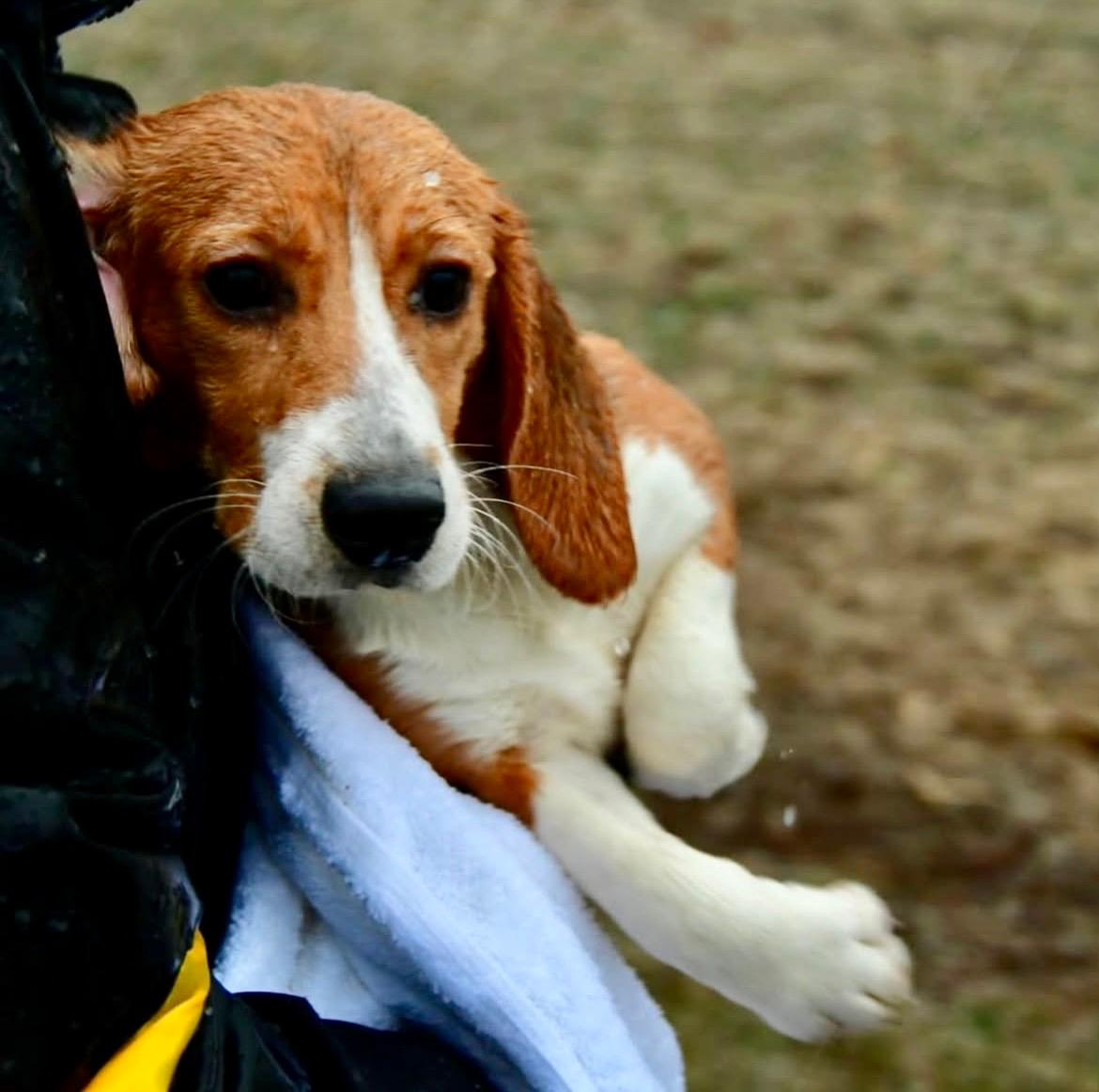 Homeward Bound: 1,500 Beagles Rescued From Ridglan Farms