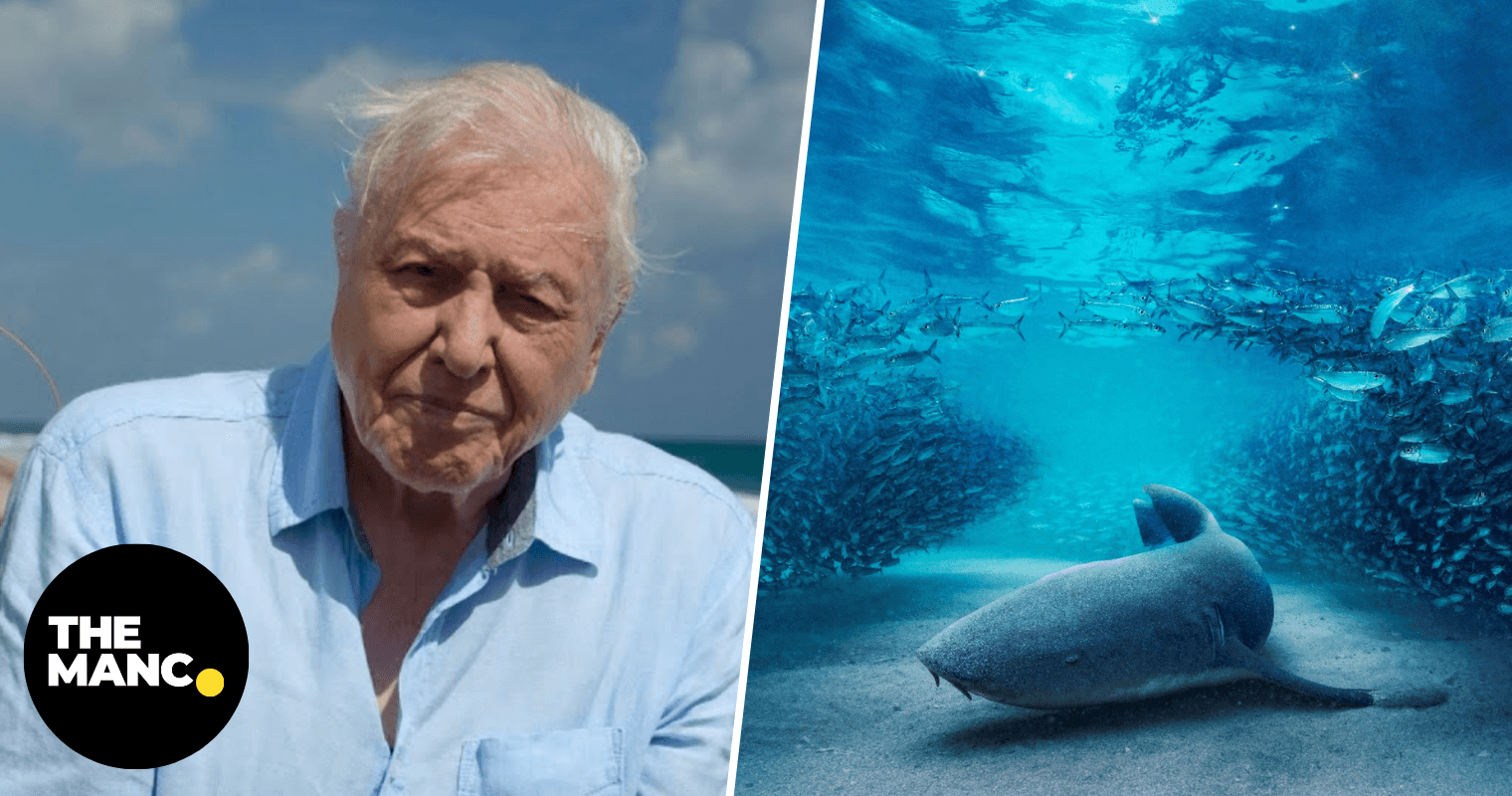 BBC announces David Attenborough is returning to narrate Blue Planet III