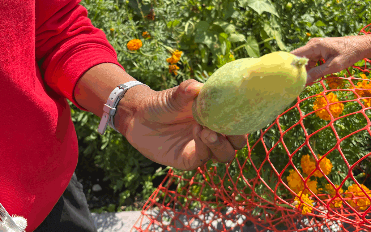 Chicago Middle School Students Transform Forgotten Garden into Thriving Seven-Bed Community Farm