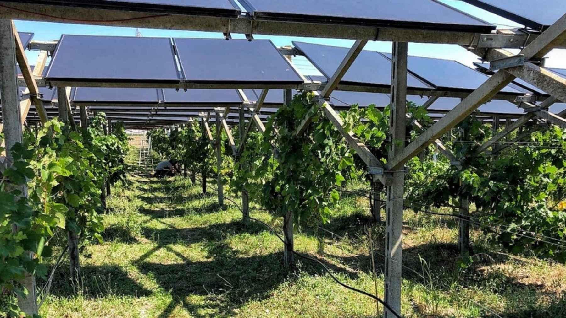 In southern Italy, solar panels over a working vineyard produced clean electricity while shaded grapevines grew clusters 2.5 times heavier and supported roughly twice as many wild plant species, showing how farming and renewable energy can share land while benefiting biodiversity.