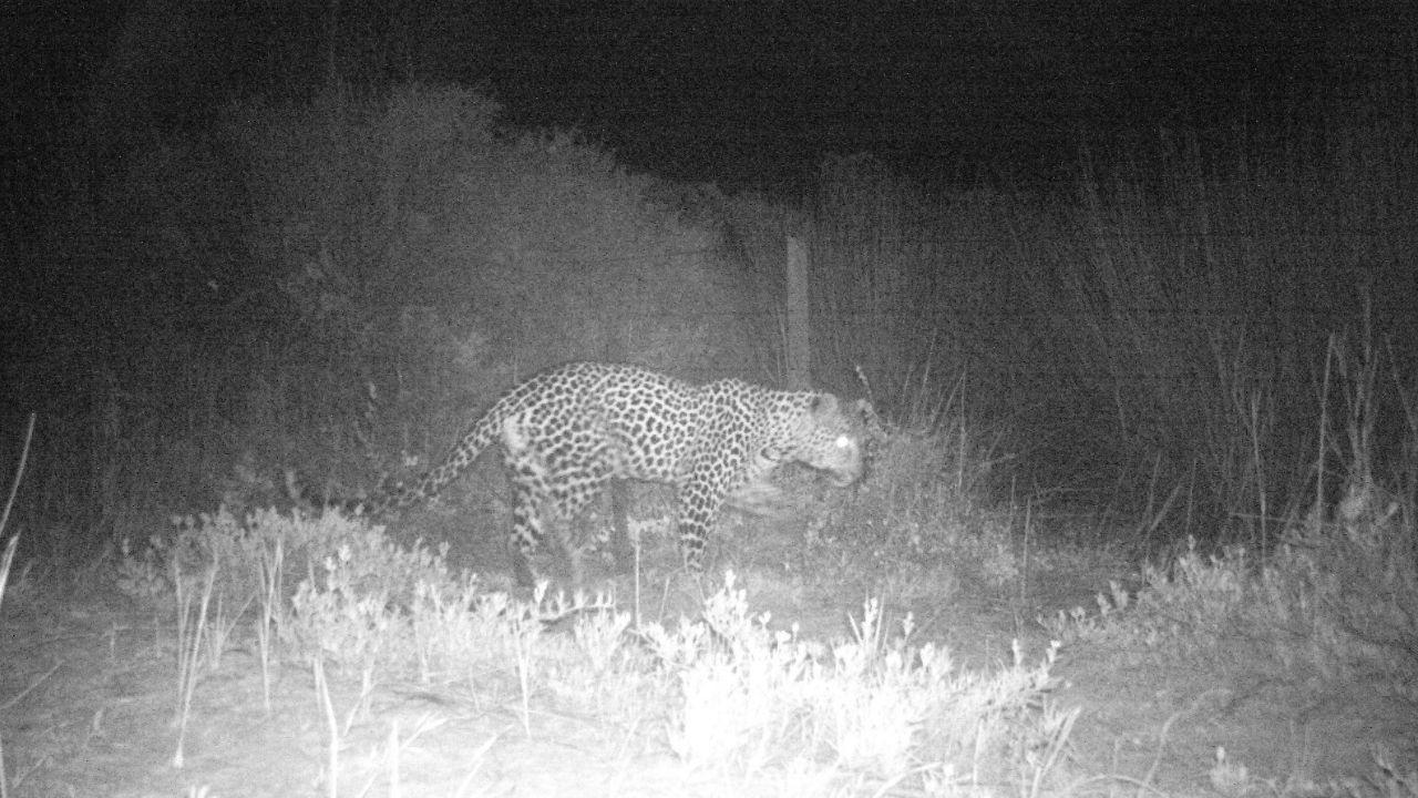 West Coast region of South Africa sees leopard return after 170 years