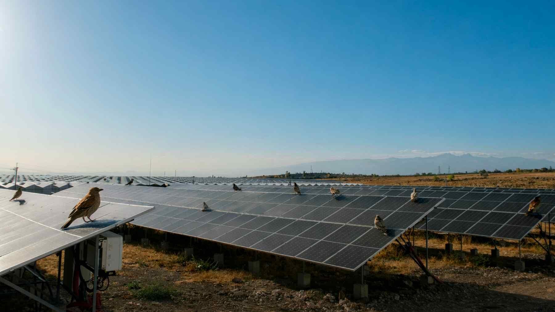 Solar installations, when designed with nature in mind, can restore habitats and support hundreds of species. A comprehensive study found some sites contributed to ecosystems involving more than 500 different forms of life. What started as an energy project becomes a biodiversity corridor and refuge