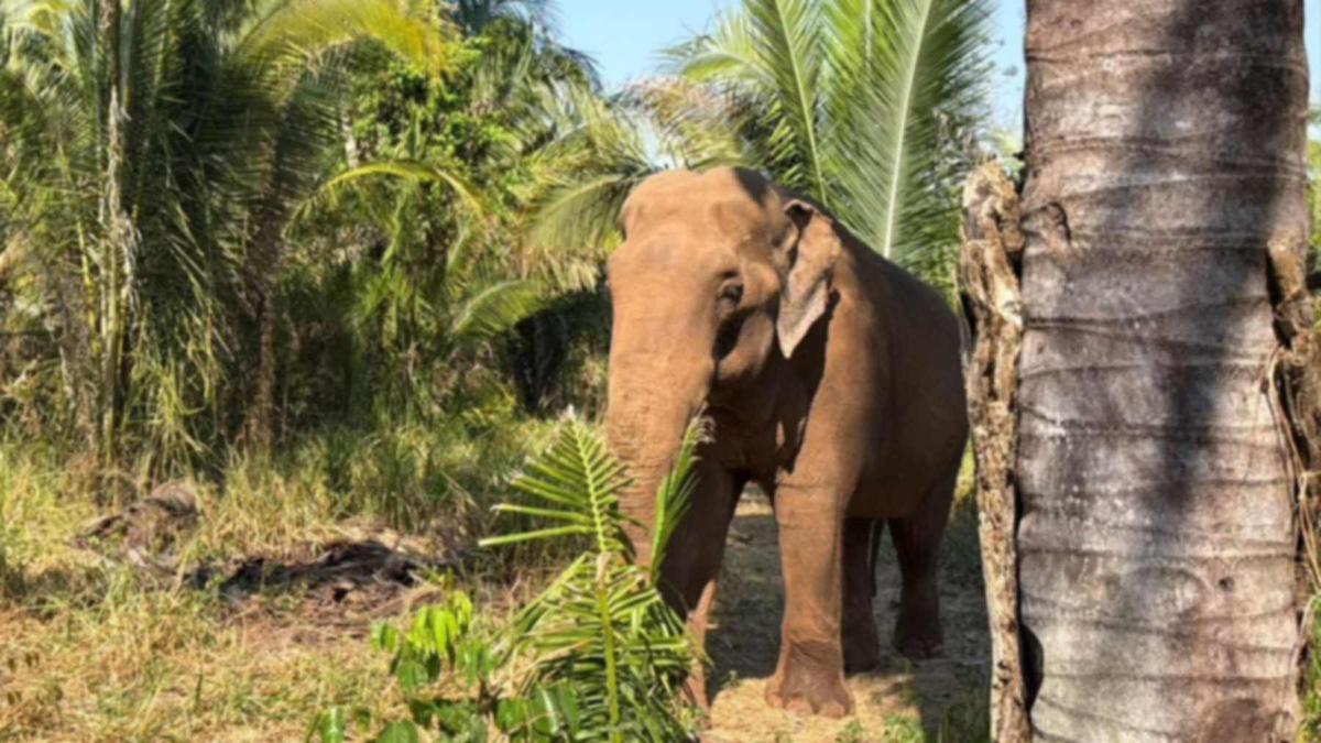 After 44 years at Sorocaba Zoo, elephant Sandro is embracing his new 13-acre sanctuary, choosing to sleep under the stars on his second night—a heartwarming change from his old cramped barn. #ElephantSanctuary #NewBeginnings 🐘✨