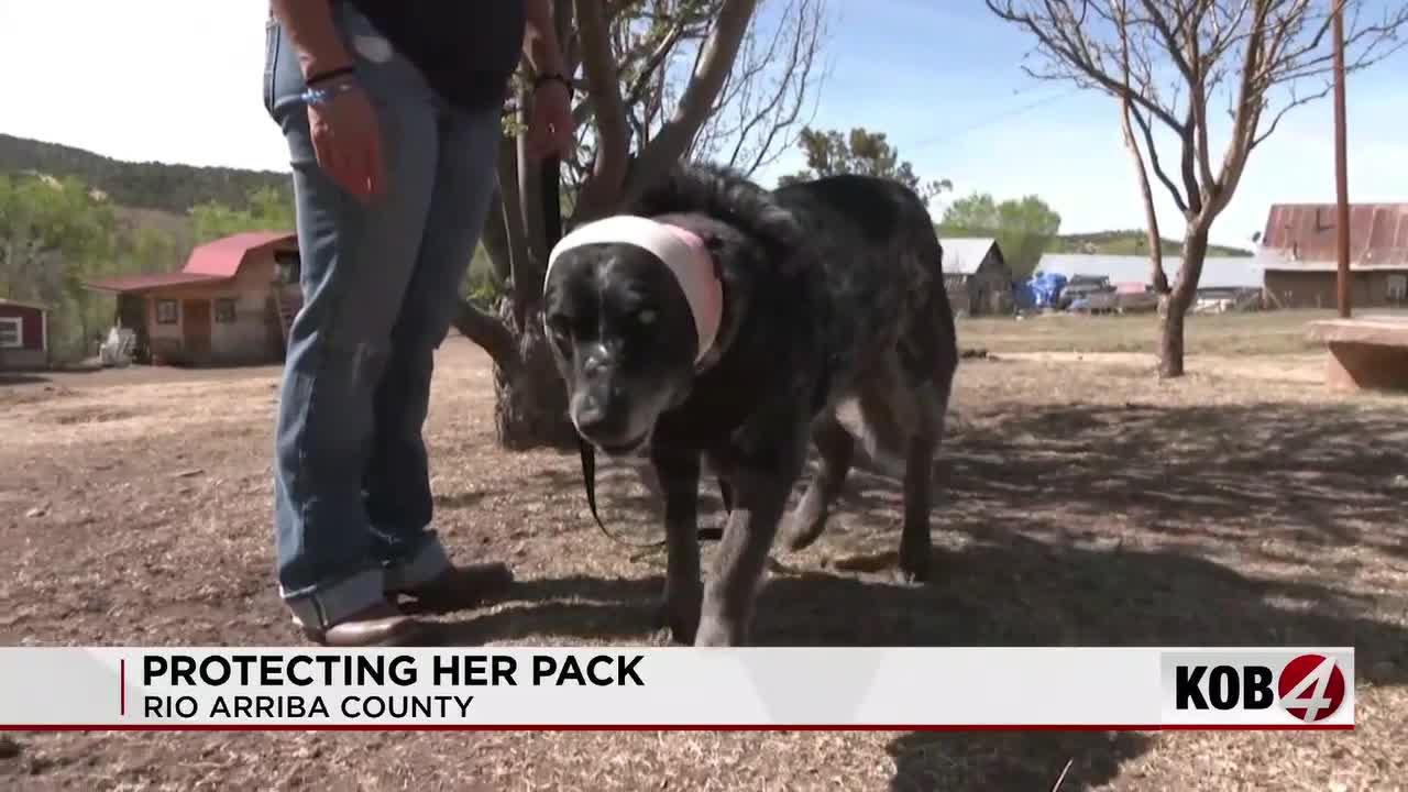 ‘Honey’ the hero dog protects family from bear -- A northern New Mexico family is thanking their 12-year-old half-blind dog for fighting off a bear and protecting dozens of animals.
