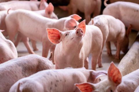 UK scientists have developed first Lab-grown food pipe implanted in pigs offers new hope for young patients
