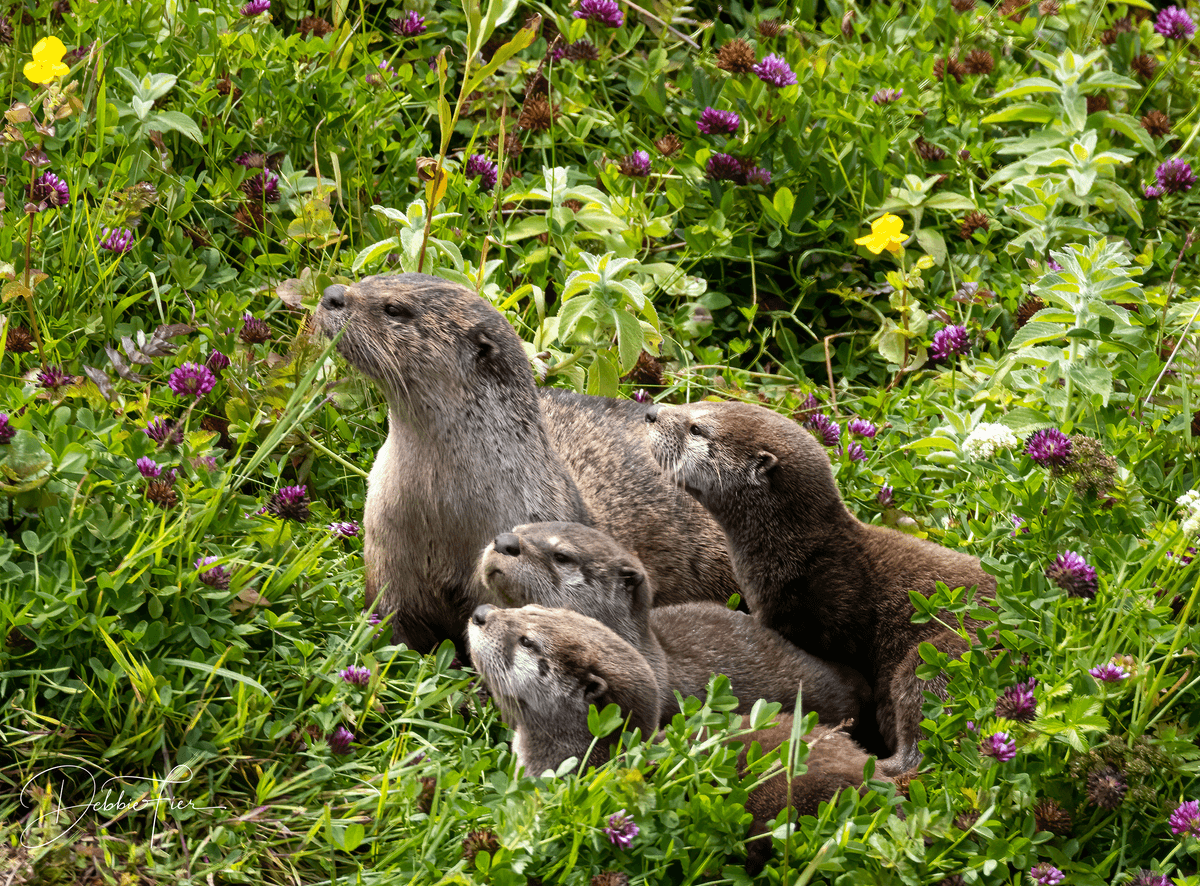 The River Otter's Remarkable Comeback