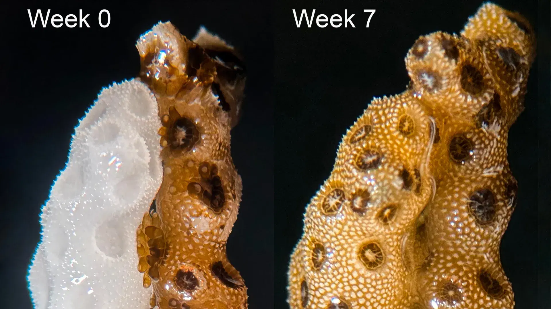 A simple touch can bring dying corals back to life in just 7 weeks