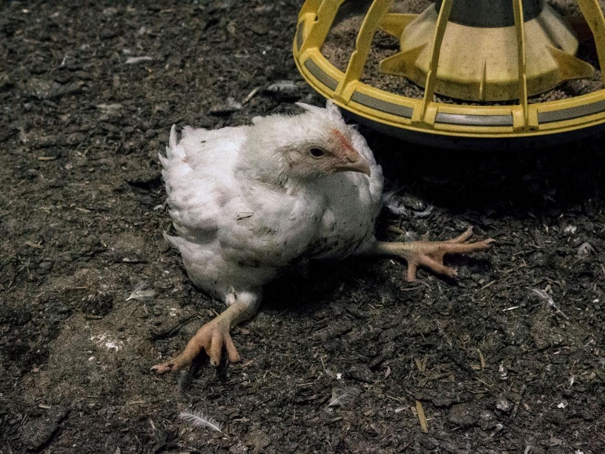Norway is making a significant move for animal welfare! 🇳🇴 The nation will phase out fast-growing chickens by 2027, embracing more ethical and sustainable poultry farming practices. #Norway #AnimalWelfare #EthicalFarming #GoodNews