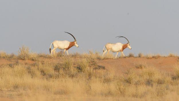 The 'extinct' antelope bringing hope in the Sahara Desert