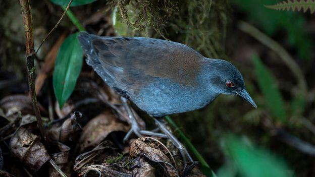 'After 200 years, we're seeing this species again': The lost birds making a comeback in the Galapagos Islands