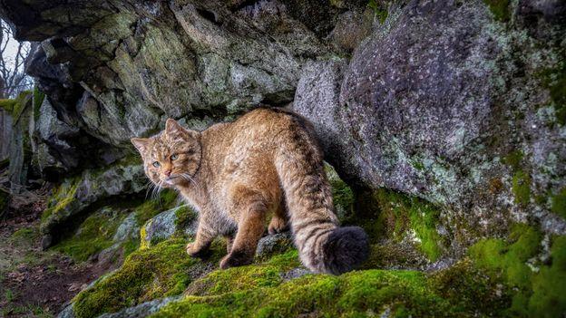 'This mysterious little beast is returning to our forests': Rare images of Europe's 'ghost cat'