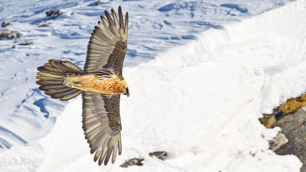 'One of the most successful wildlife comeback stories': The Alps lost its vultures - then it got them back (BBC)