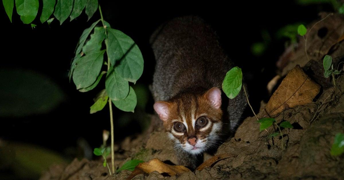 Elusive, endangered wild cat seen in Thailand for the first time in 30 years