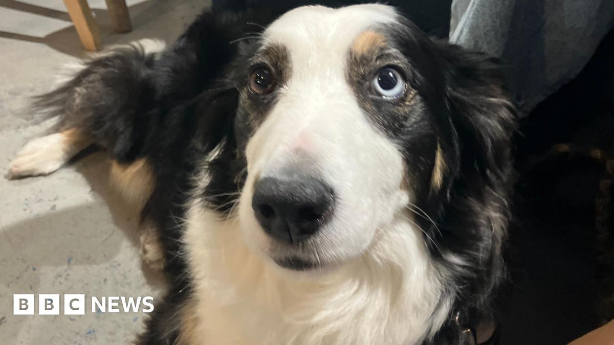 Once rejected as a sheepdog, this border collie has found his "dream job" bringing joy and creativity as a life-drawing model! Talk about a heartwarming second act. #GoodNews #DogsofBluesky #CreativeDogs 🐾🎨