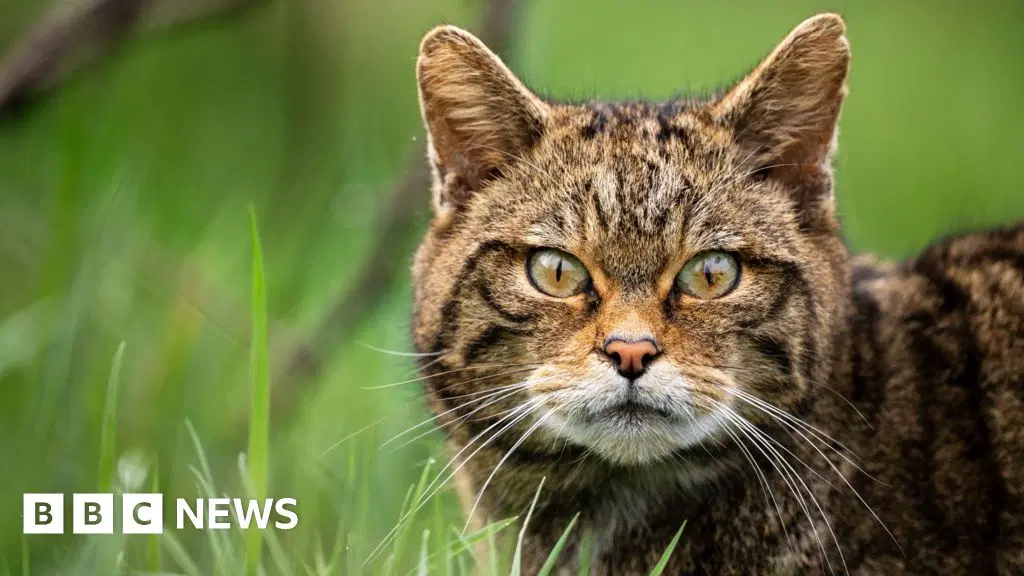 Once-extinct European wildcats set to make a comeback in England