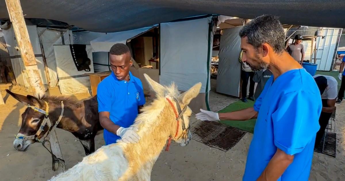At Gaza's only animal shelter, dedicated workers are ensuring their furry friends don't go hungry. They're sharing every precious bite they have, a true testament to unwavering compassion! 🐾 #GazaAnimals #UnconditionalLove