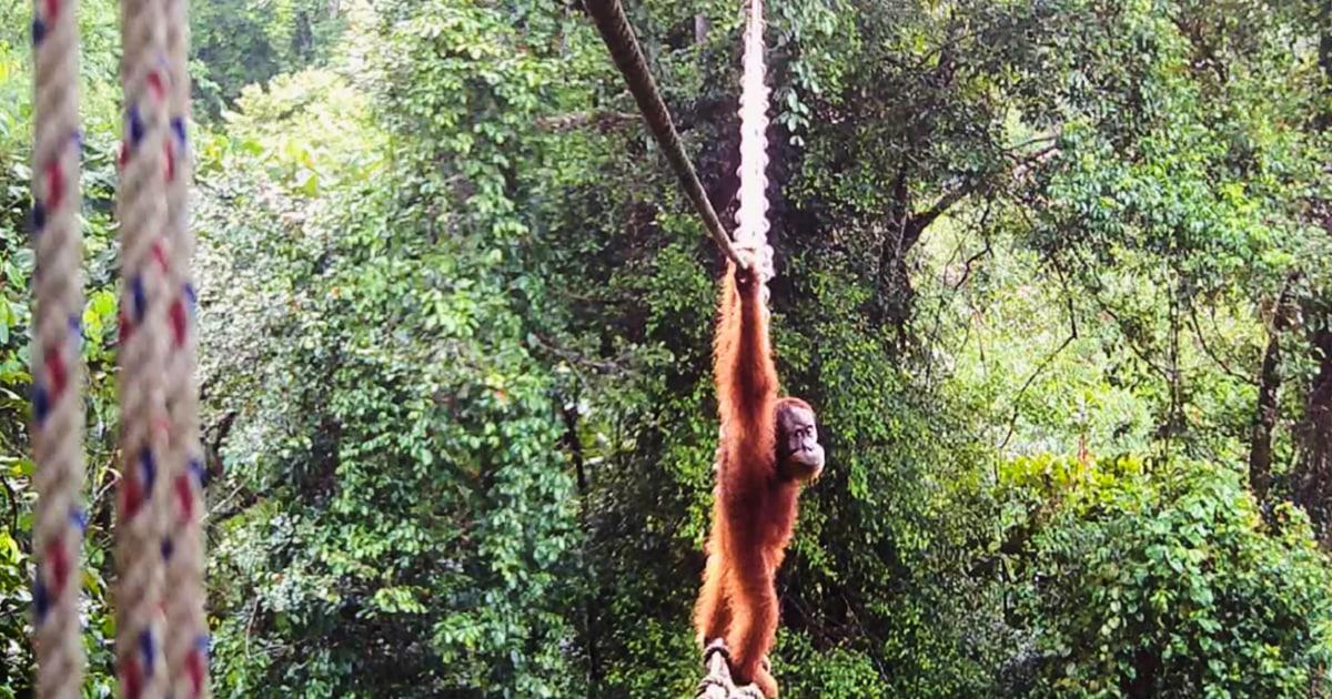 What a sight! For the first time ever, a Sumatra orangutan was captured on camera gracefully using a new canopy bridge to safely cross a road. A heartwarming step forward for wildlife connectivity! š§” #Orangutan #Wildlife #GoodNews