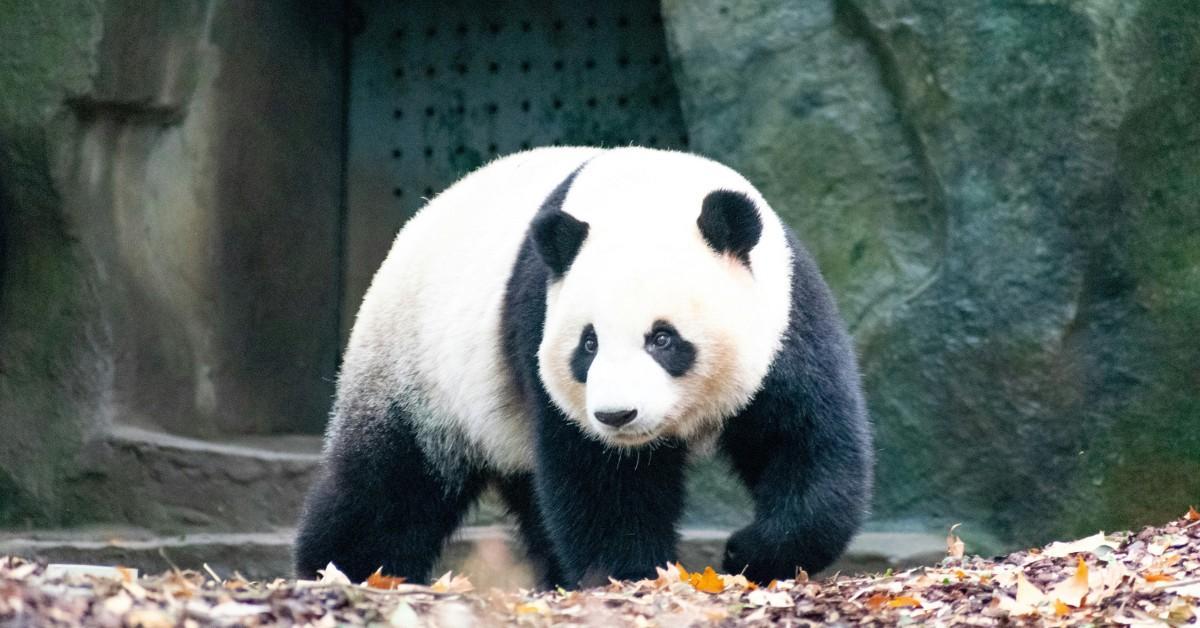 After decades of conservation efforts, the Giant Panda is officially no longer classified as Endangered - their wild population has grown by 17% and now exceeds 1,900 individuals